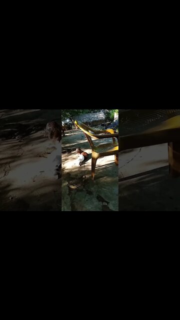 village shorts | White cat ang cute kid friends | #shorts #videoviral #villagelife #villagevlog