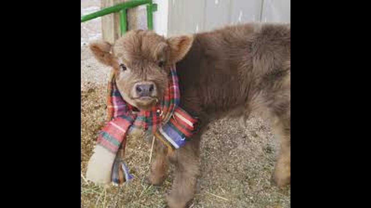 Newborn Calf Cute Video..