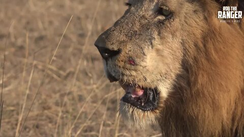 Big Lion Family With Three Small Buffalo Snacks!!