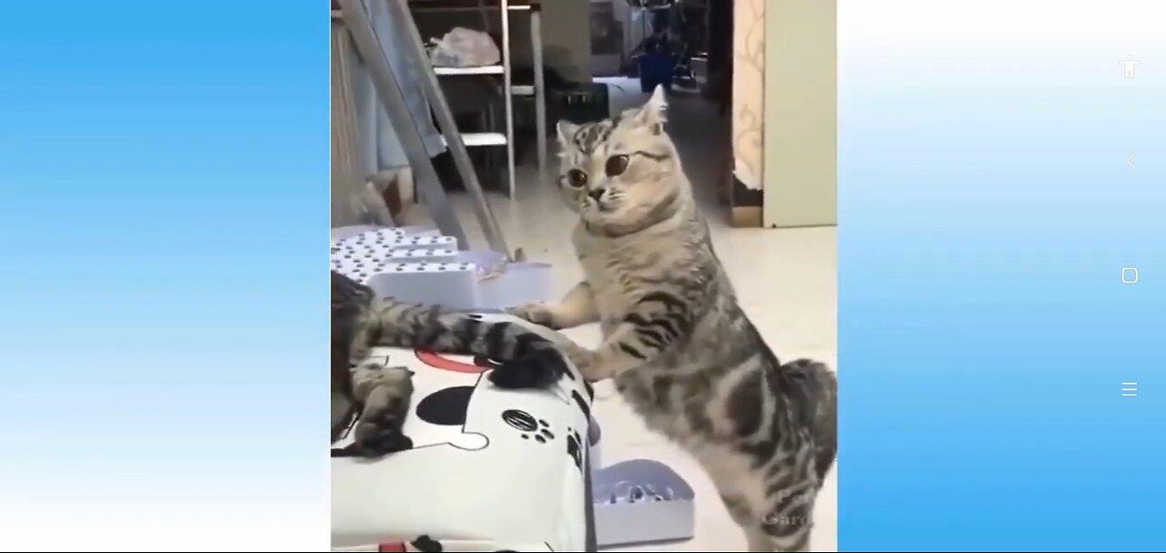 Top funny animal videos || Cute pets || Adorable pets || funny cat videos