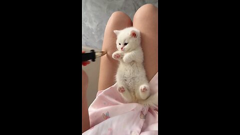 Cute little kitty