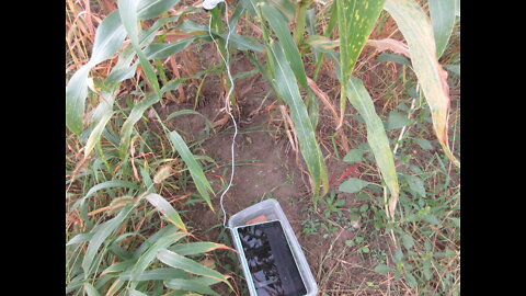 Pretty Big Ears Large Cob Colored Corn Recording Sep 2022