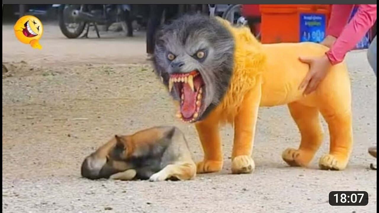 Troll Prank Dog funny & Fake Lion Prank | Funny Animal video | Fake Tiger Prank |