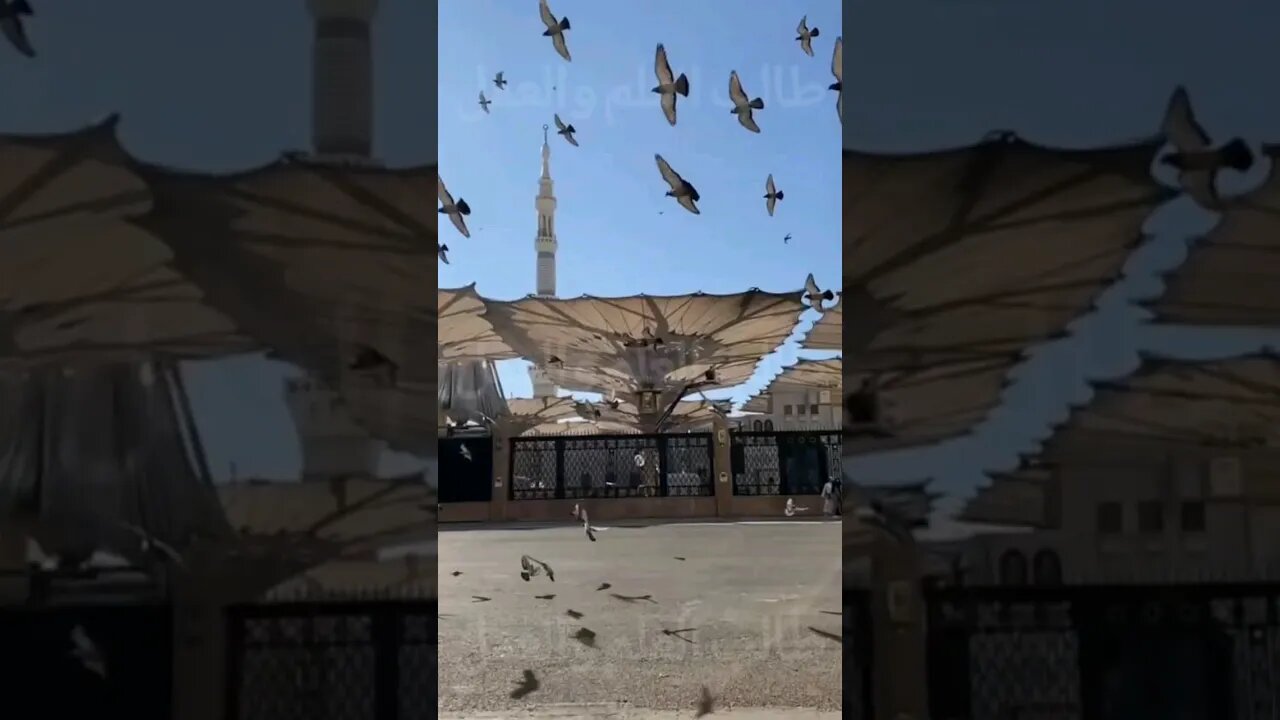 #Madinah #Munawwarah #فاصلوں_کو_تکلف