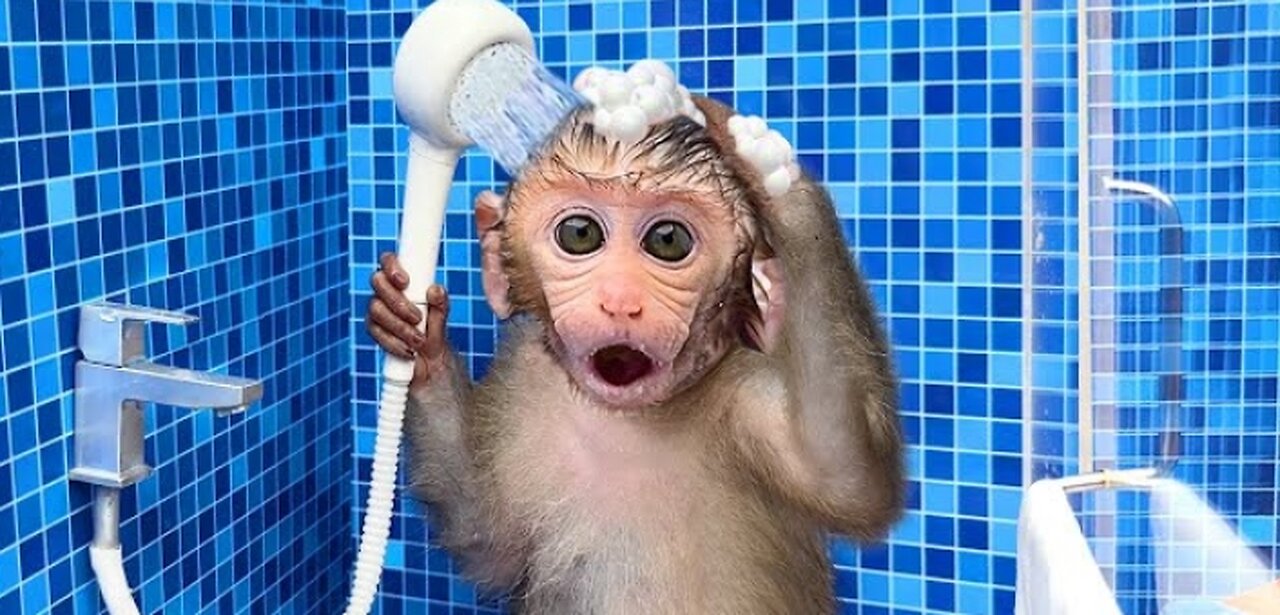 Monkey baby bon bon oes to the toilet and plays with ducklings in the swimming pool