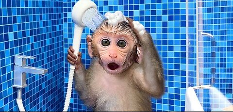 Monkey baby bon bon oes to the toilet and plays with ducklings in the swimming pool