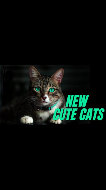 HILARIOUS CATS VIDEOS