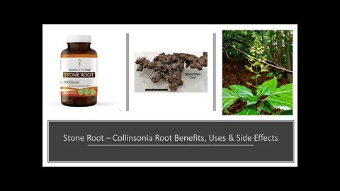 Stone Root - Collinsonia canadensis - Herbal Medicine Benefits, Uses & Side Effects