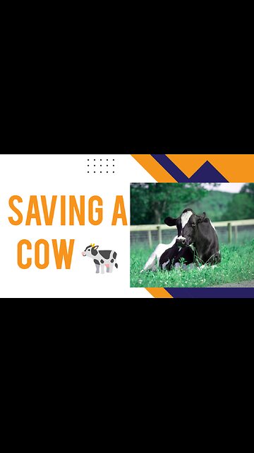A Cow Saved From Mud