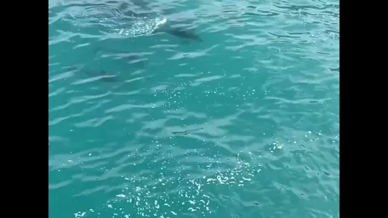 A cool encounter with a playful Humpback whale on one of our tours this week 🐋 New Jersey