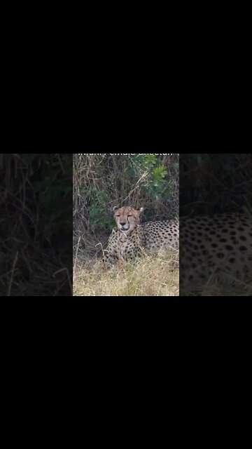Maasai Mara Sightings Today 07/09/21 (Lions, Cheetah, Hyena, etc) | Zebra Plains | #shorts