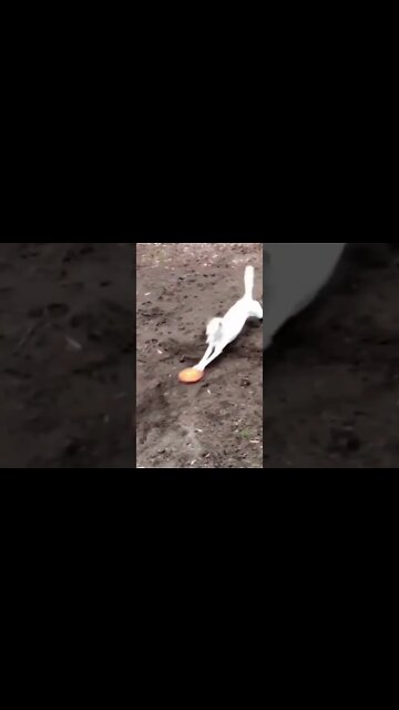 World’s *FUNNIEST* Animals! (Cats + Dogs) #shorts