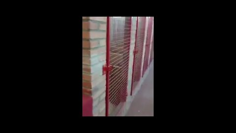 opiniao de galista.o que faz valorizar um galo???????