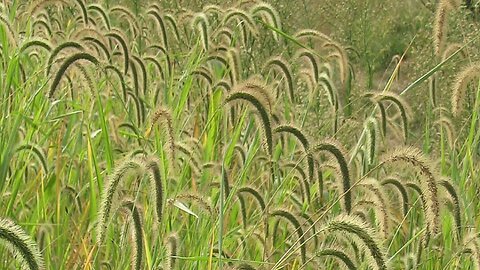 Relaxing Piano Music + "Giant foxtail (Setaria faberi)" 💦 The Sound of Wind 피아노,마음이 편안해지는 음악,힐링