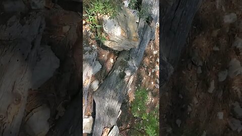 Carr Canyon, Reef mine. Gold, Silver & Platinum.Rich stuff