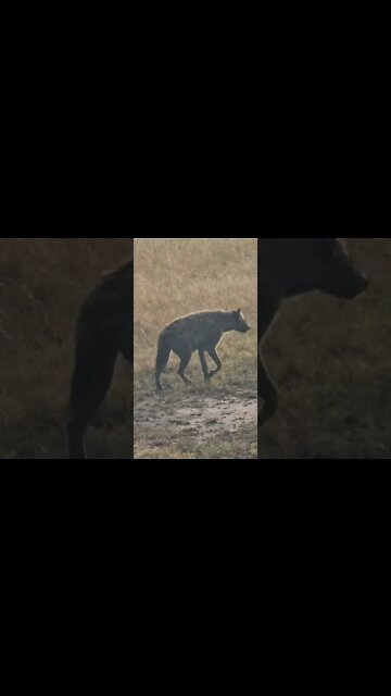 Maasai Mara Sightings Today 31/07/22 (Lions, Cheetah, etc) | Zebra Plains | #shorts