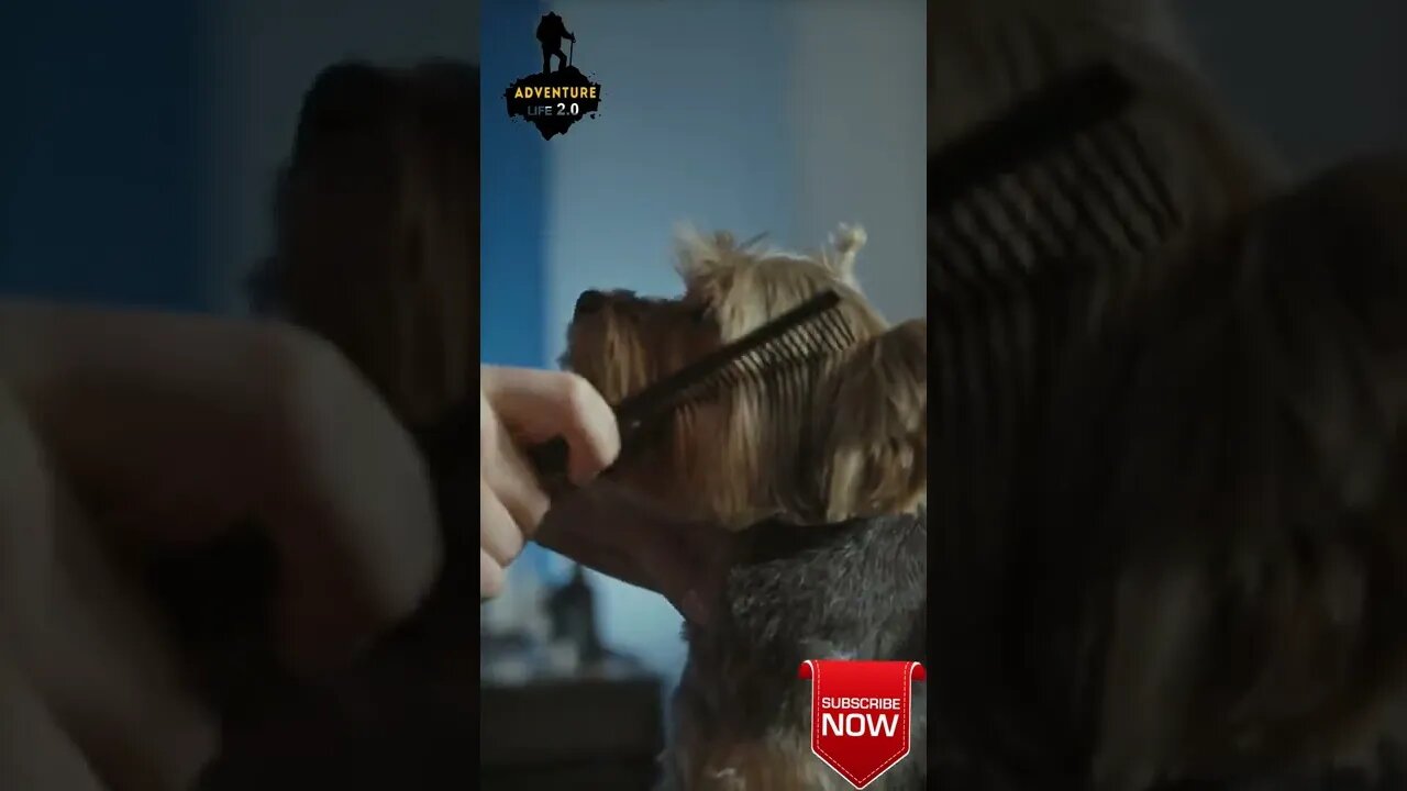 Dog Hair Cutting #shorts #shortsvideo #subscribe