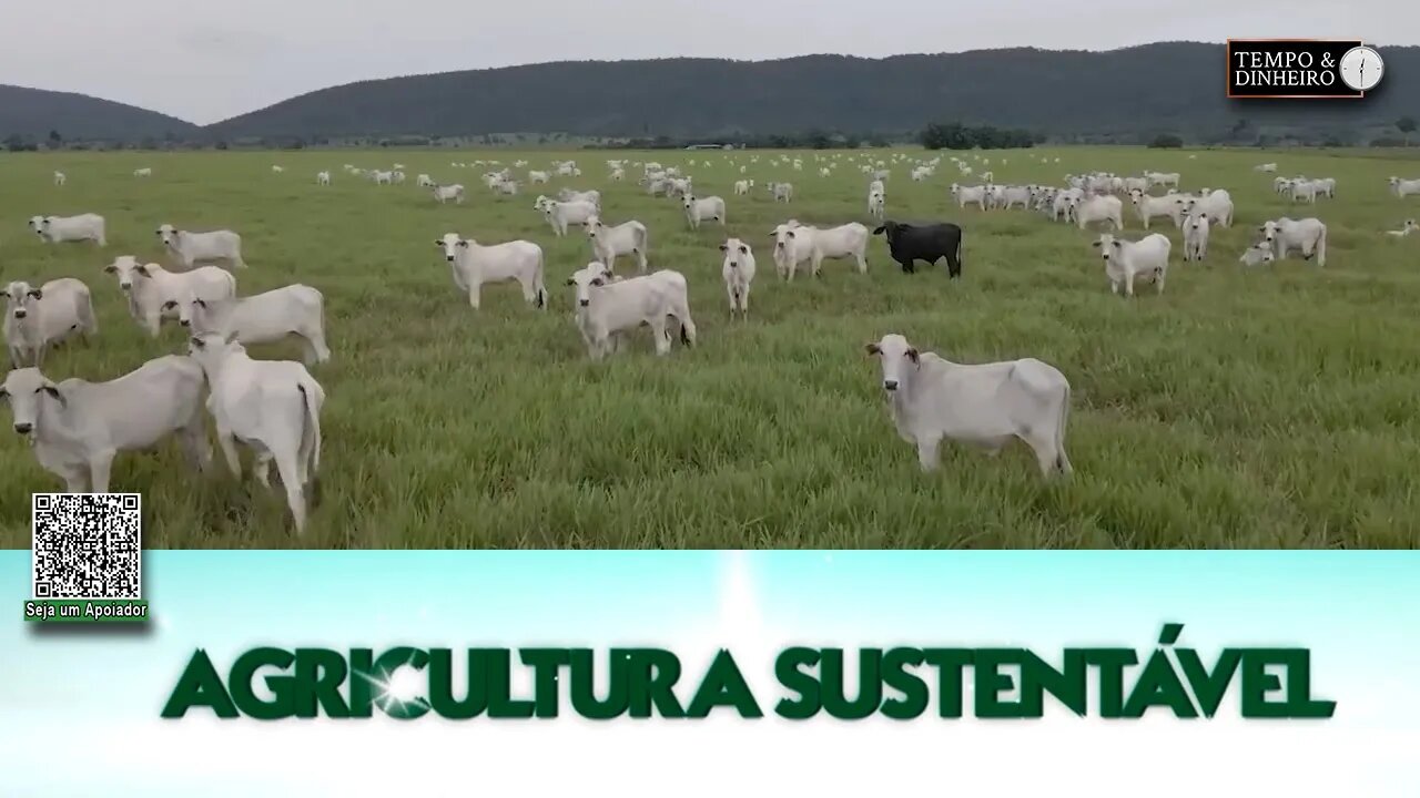 Pecuária com resultado superior com pastagem de braquiarias Riza Sementes