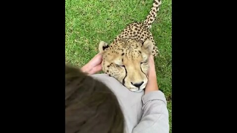 Duke gets his ear massage