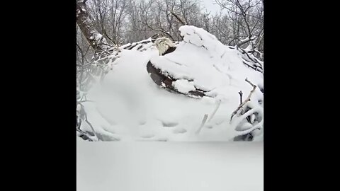 Bald Eagle wakes up after a snowfall