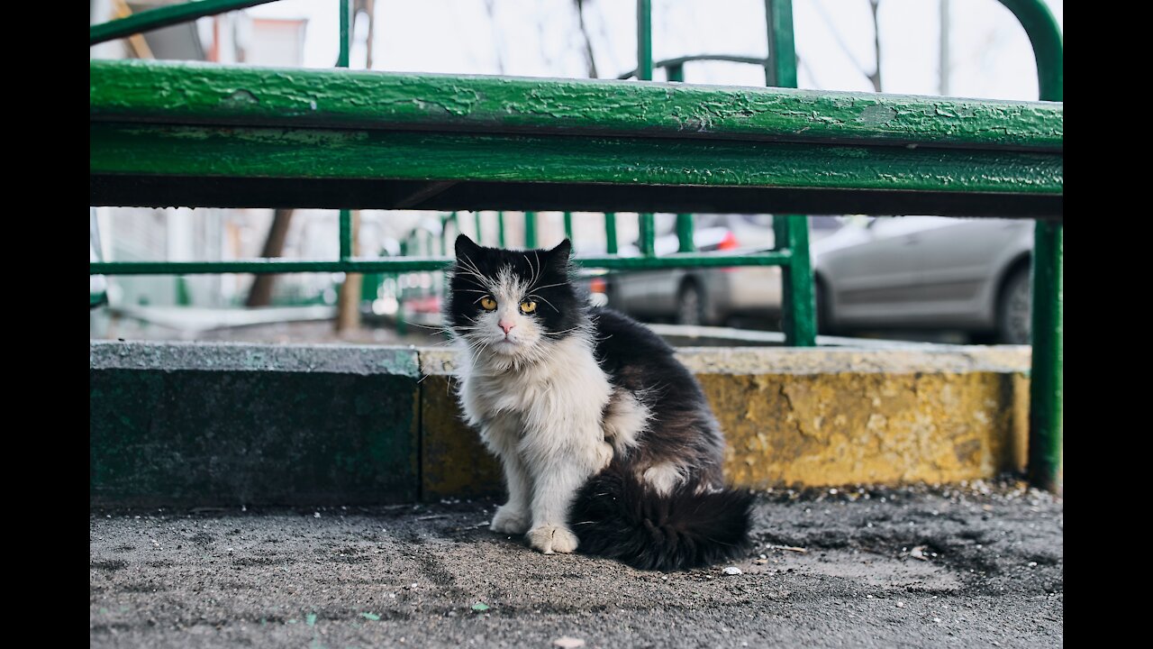 Funny animals compilation #93.