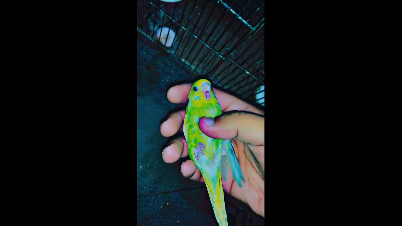 Tame parrot 💚💚💚