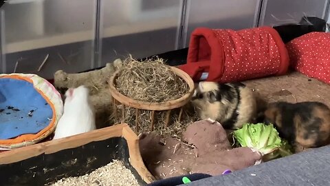 Baby Guinea pig Fiona can’t sit still