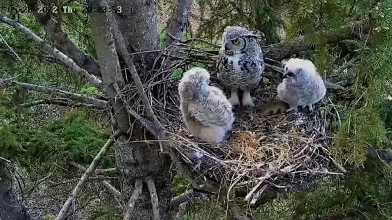 Ellis Farm-Mom Leaves Rodent For Owlets 🦉 5/26/22 20:21