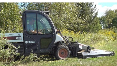 Is that a Bobcat in Our Yard?