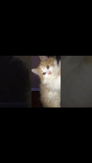 #laila #cat #kittens #youtubeshorts #cutecat #persiancats