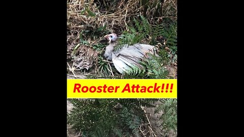Matilda goes for a wander, gets attacked by a rooster, saved by a rooster, we're culling roosters!