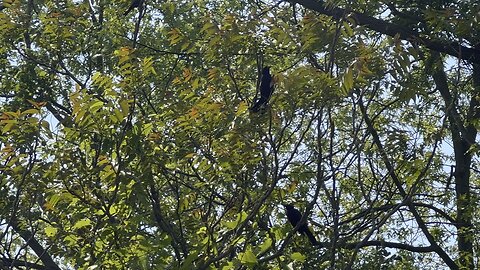 Black birds on the defensive