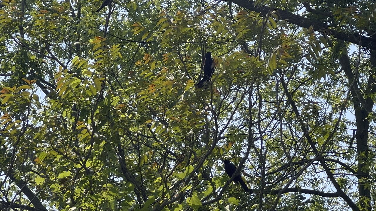 Black birds on the defensive