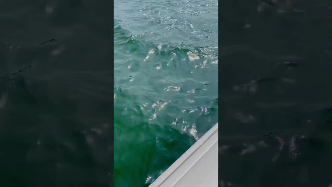 Dolphins Anclote