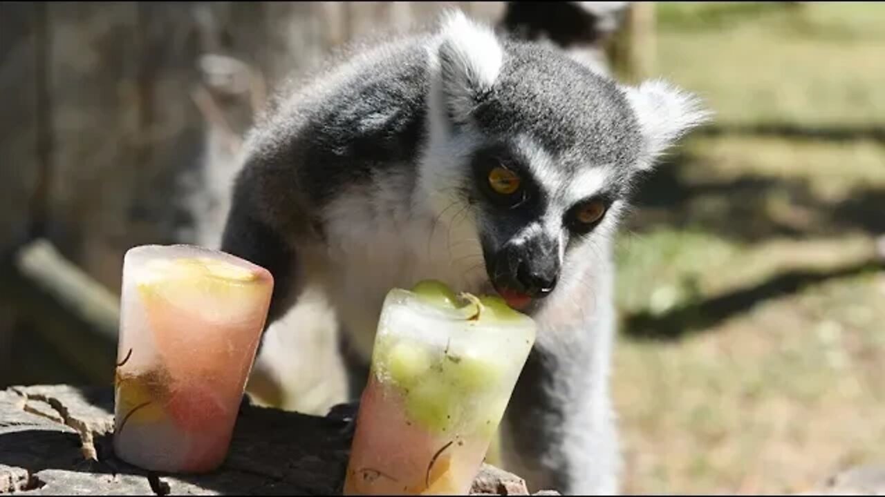 Stanovnici ZOO Zagreb dobili ledene poslastice i tuširanje