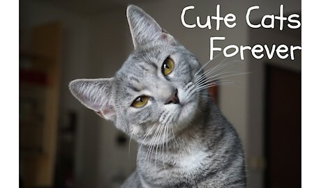 Silly and Super Cats Compilation