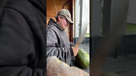 Tim beating a pumpkin with a stick #shorts