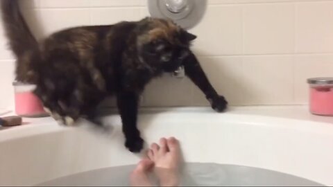 Silly Cat Falls In Bathtub | Part 2