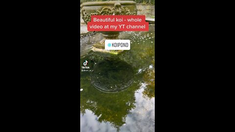 diy koi pond