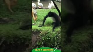 IGUANA ATACA MACACO #shorts #planetaanimalshorts #animals