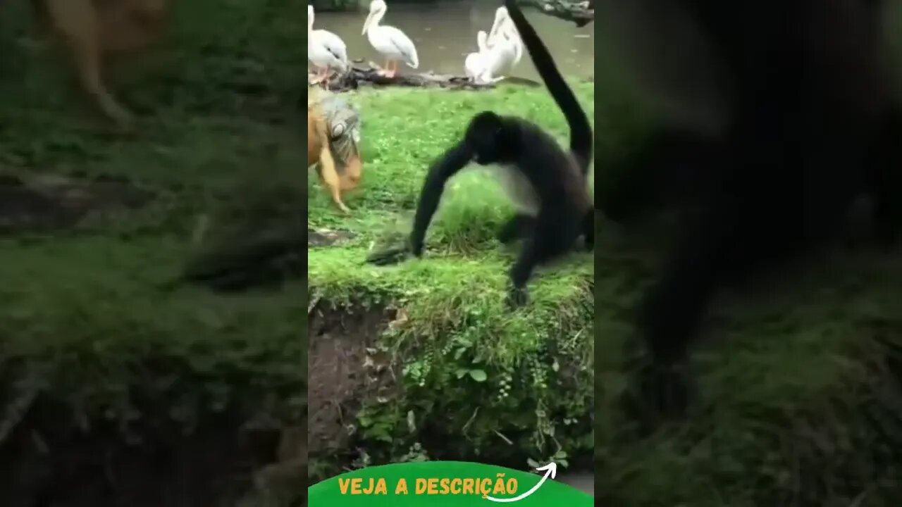 IGUANA ATACA MACACO #shorts #planetaanimalshorts #animals