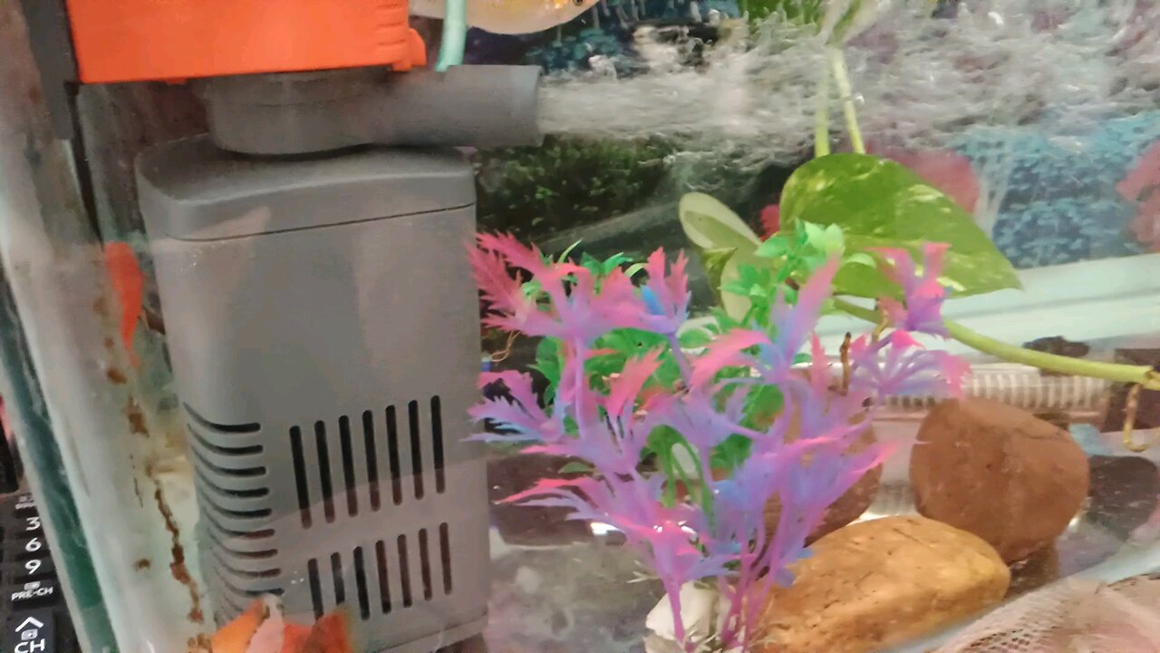 Unboxing new fishes