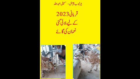 نعمان نے قربانی 2023 کے لیے ایک گائے خریدی۔