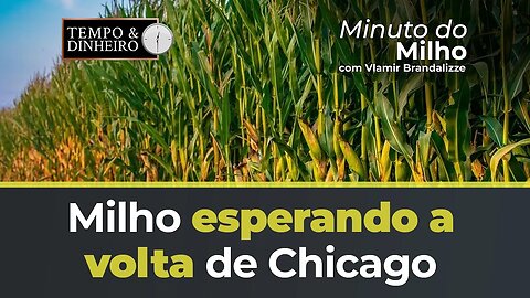 Milho esperando a volta de Chicago