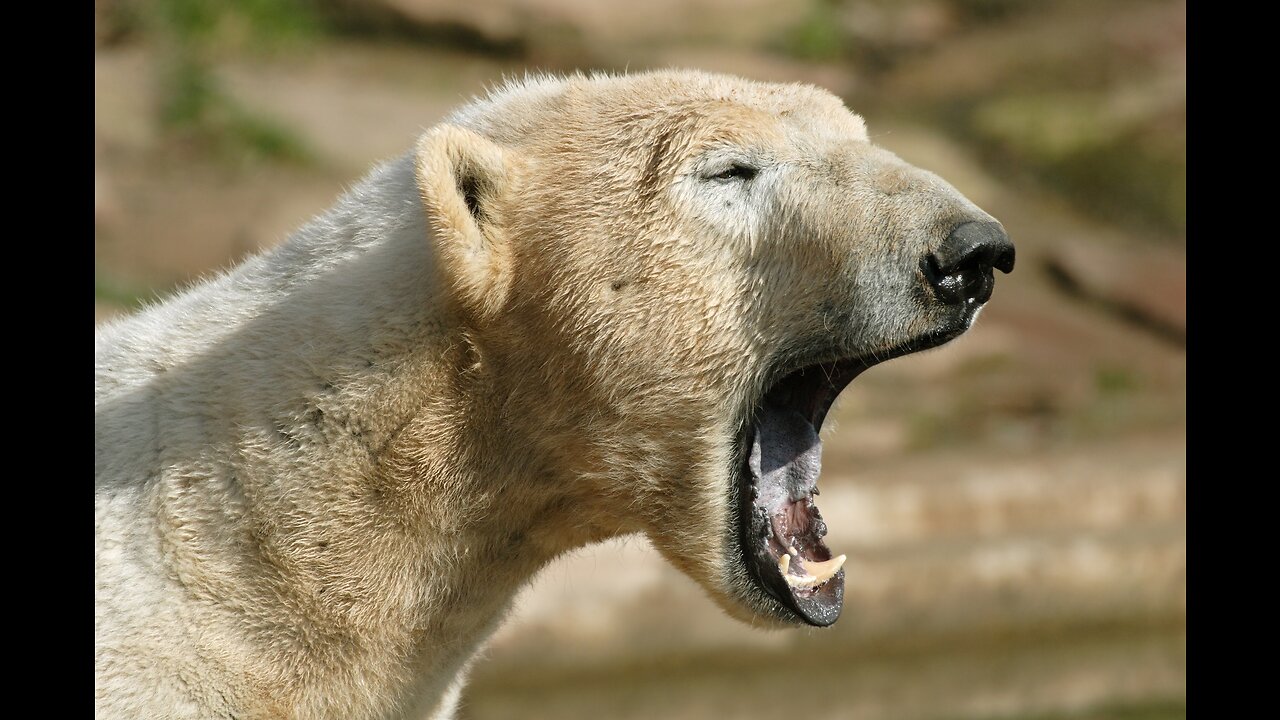 This Polar Bear Killed Or Injured Four People In Svalbard, Norway