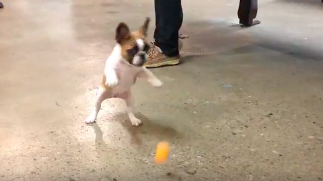 French Bulldog Puppy Can't Get Enough Of Ping Pong Ball