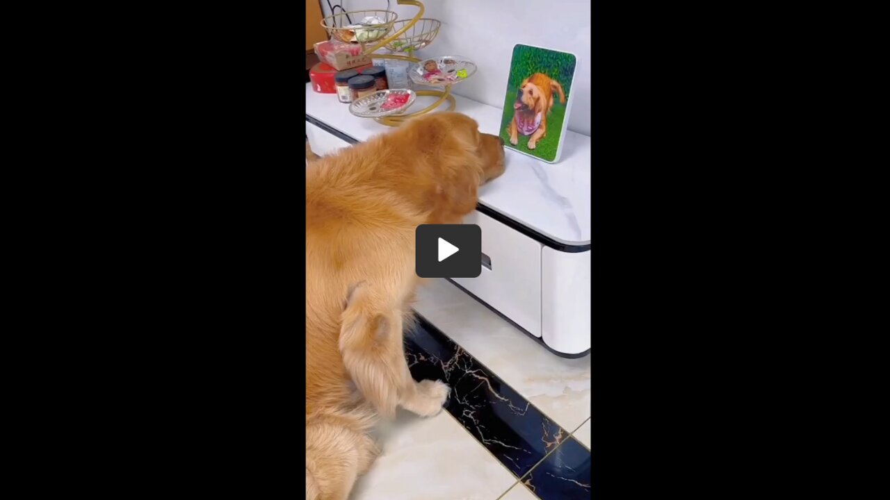 Golden retriever misses his mum 😭