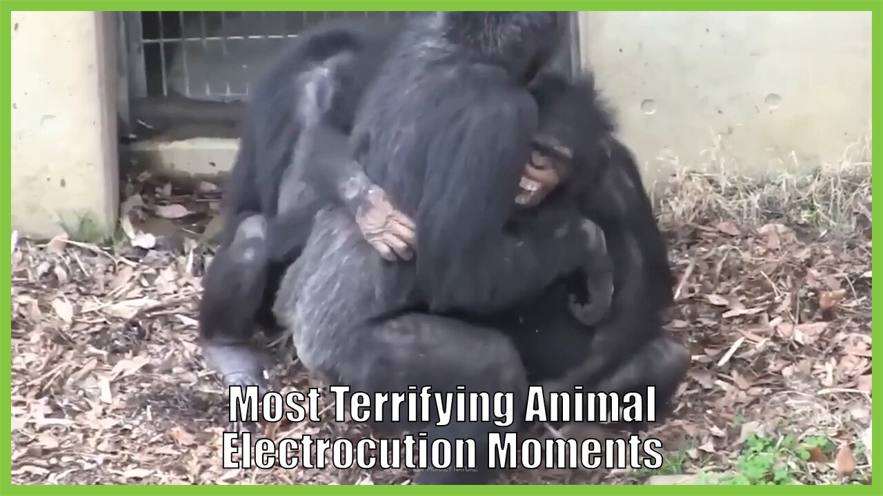 Most Terrifying Animal Electrocution Momen