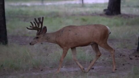 Big Daddy Buck