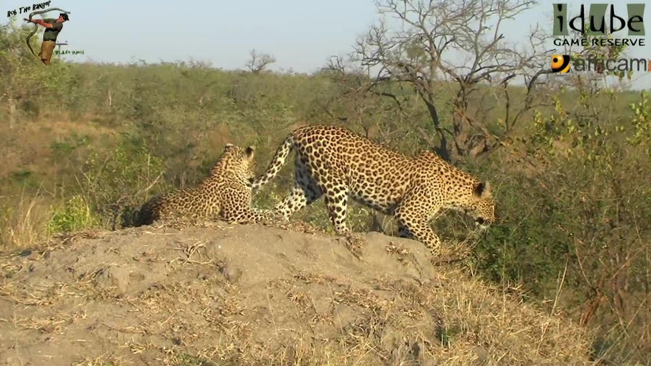 Leopard And Cub - Life Outside The Bushcamp - 34: Afternoon Movements